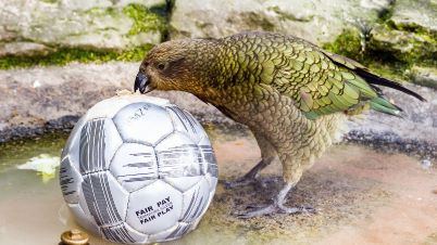 A kea standing in a shallow pool of water, chewing on a soccer ball with a logo reading 'FAIR PAY TEAMWORK SILVER FAIR PLAY.'