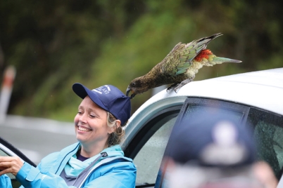 A kea standing on top of a car and stealing a woman's hat.