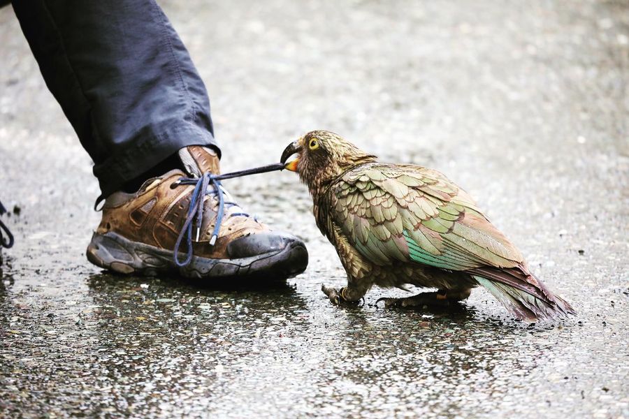 A kea untying someone's shoelaces on rainy asphalt.