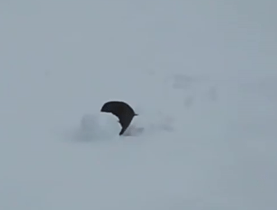 An animated image of a kea rolling a snowball in a snowy field.